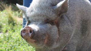 Bori, a törpemalac