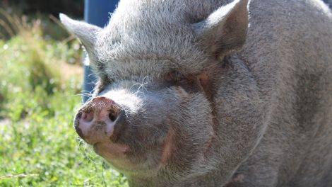 Bori, a törpemalac