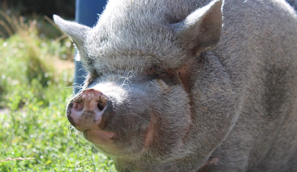 Bori, a törpemalac