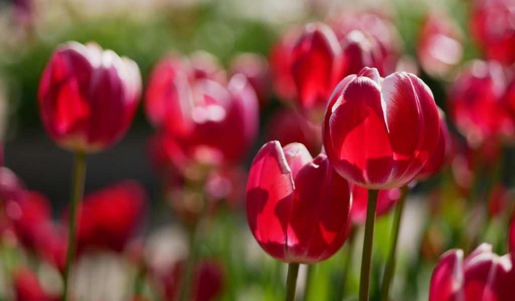 piros tulipánok
