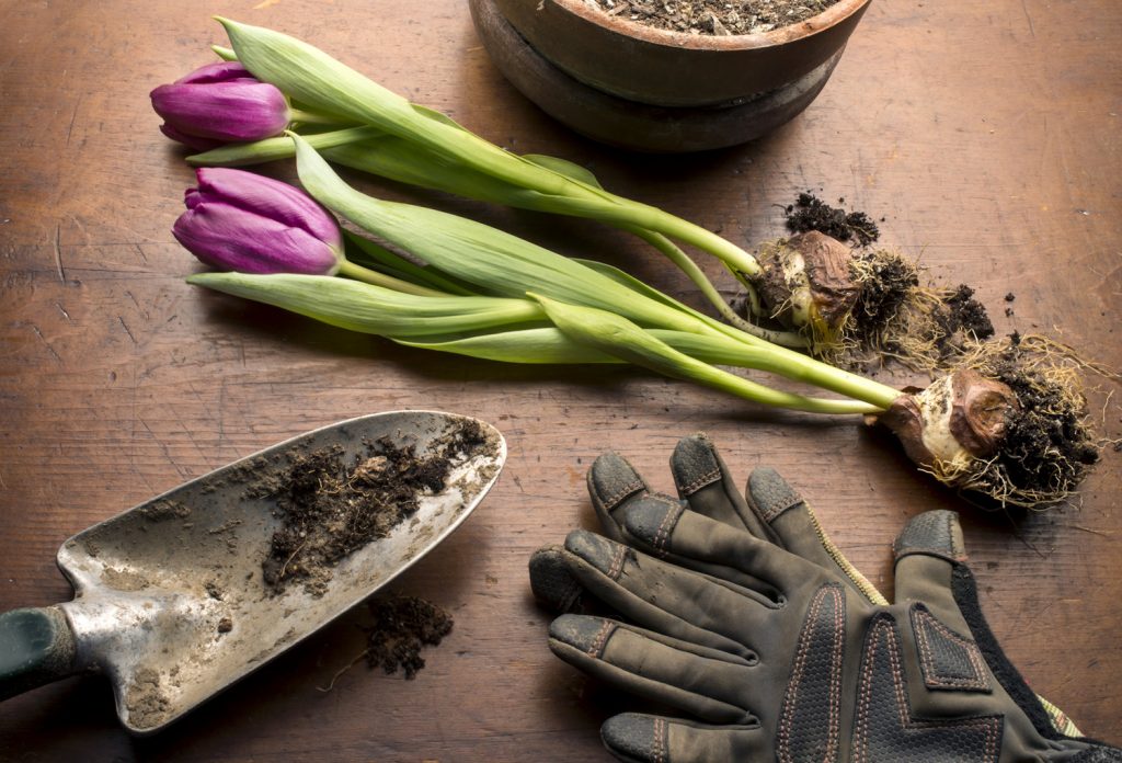 tulipán hagyma és virágzó tulipán