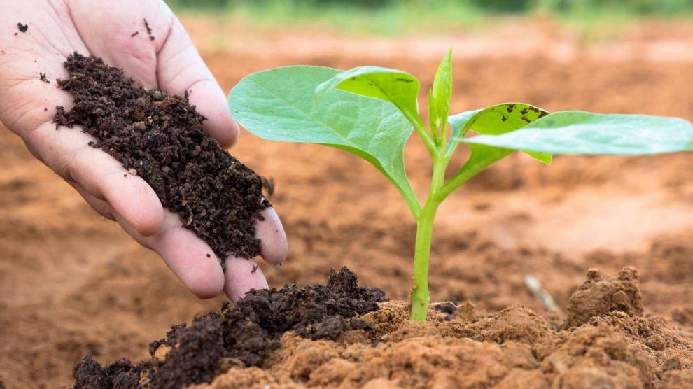 kertész növényt ültet