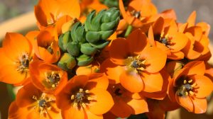 Ernyős sárma szobanövény