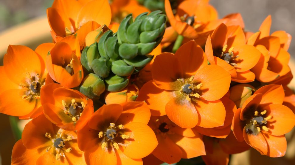 Ernyős sárma szobanövény