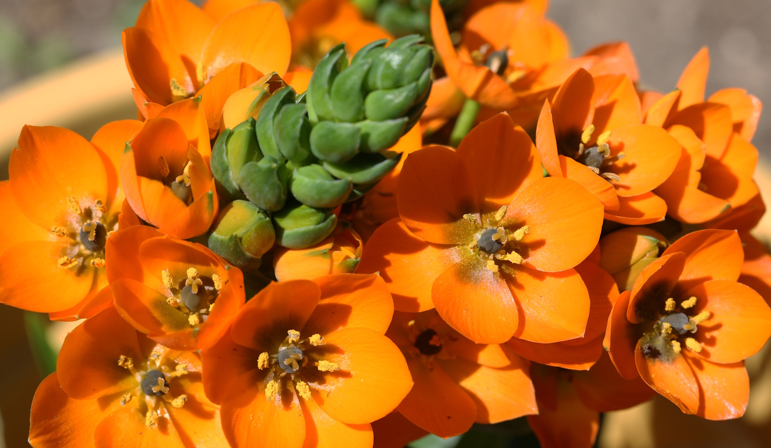 Ernyős sárma szobanövény