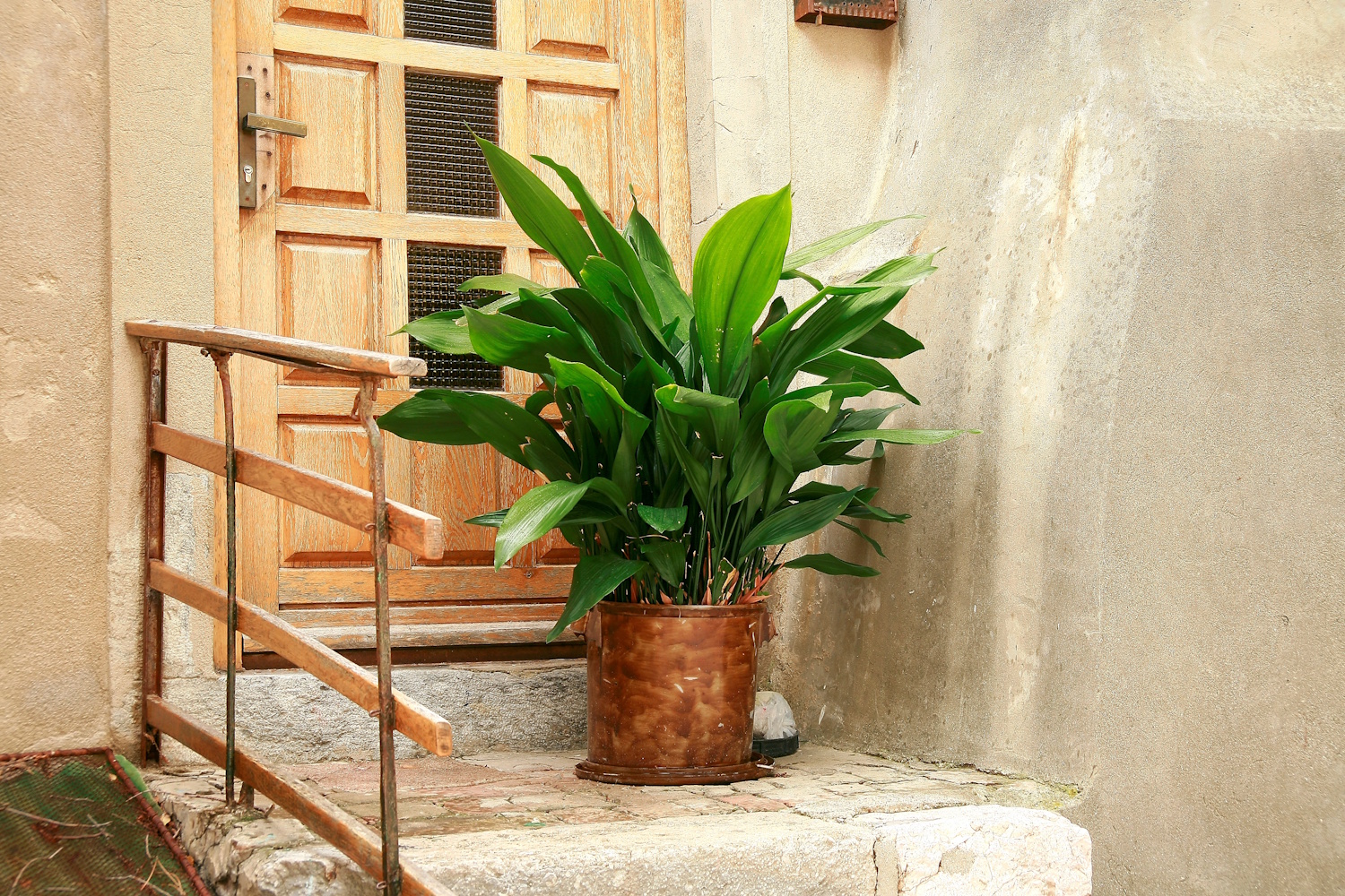 Kukoricalevél szobanövény