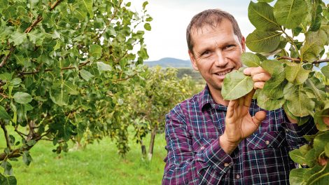 Badics László köveskáli pisztáciafarmja