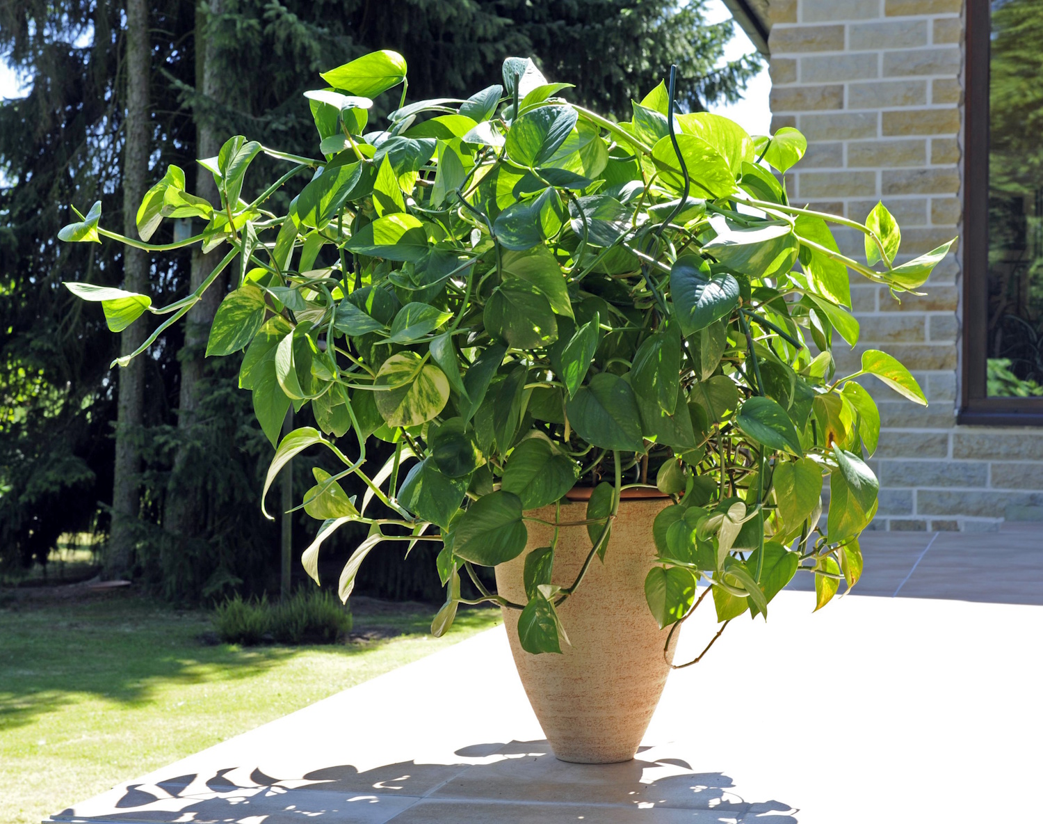 Szobai futóka szobanövény