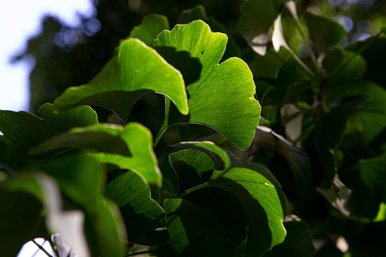 Vénuszfodorka szobanövény