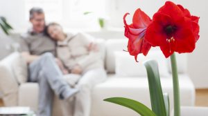 piros amarillisz a nappaliban