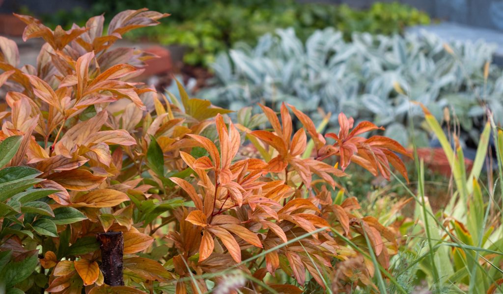 lágyszárú bazsarózsa ősszel