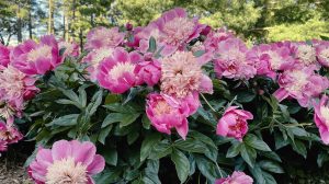 dús sokvirágú peónia bazsarózsa pünkösdi rózsa