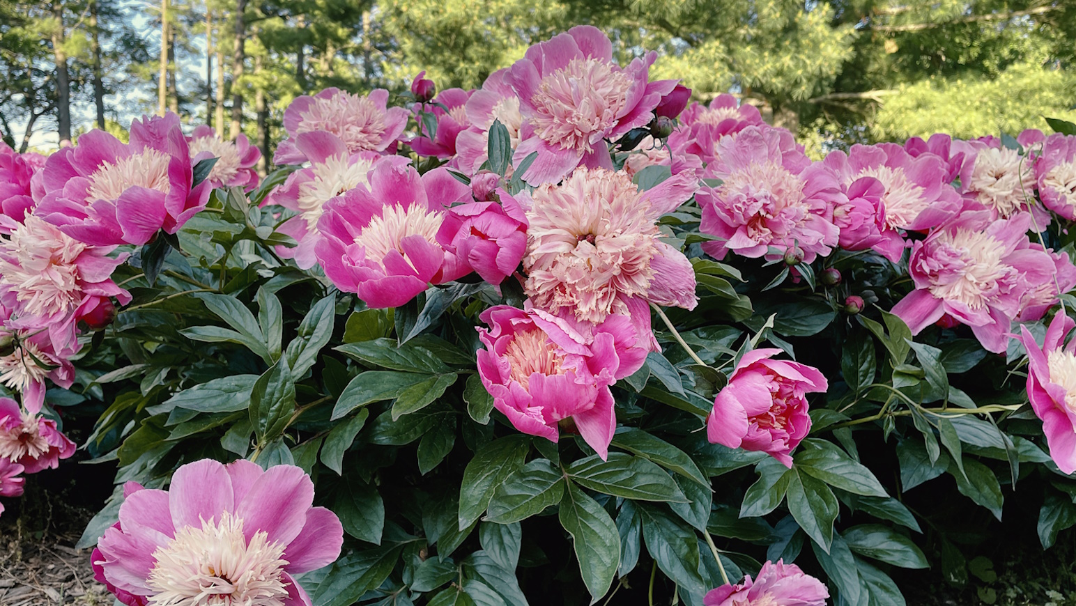 dús sokvirágú peónia bazsarózsa pünkösdi rózsa