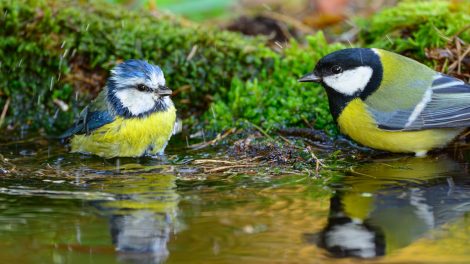 Két cinege a vízben