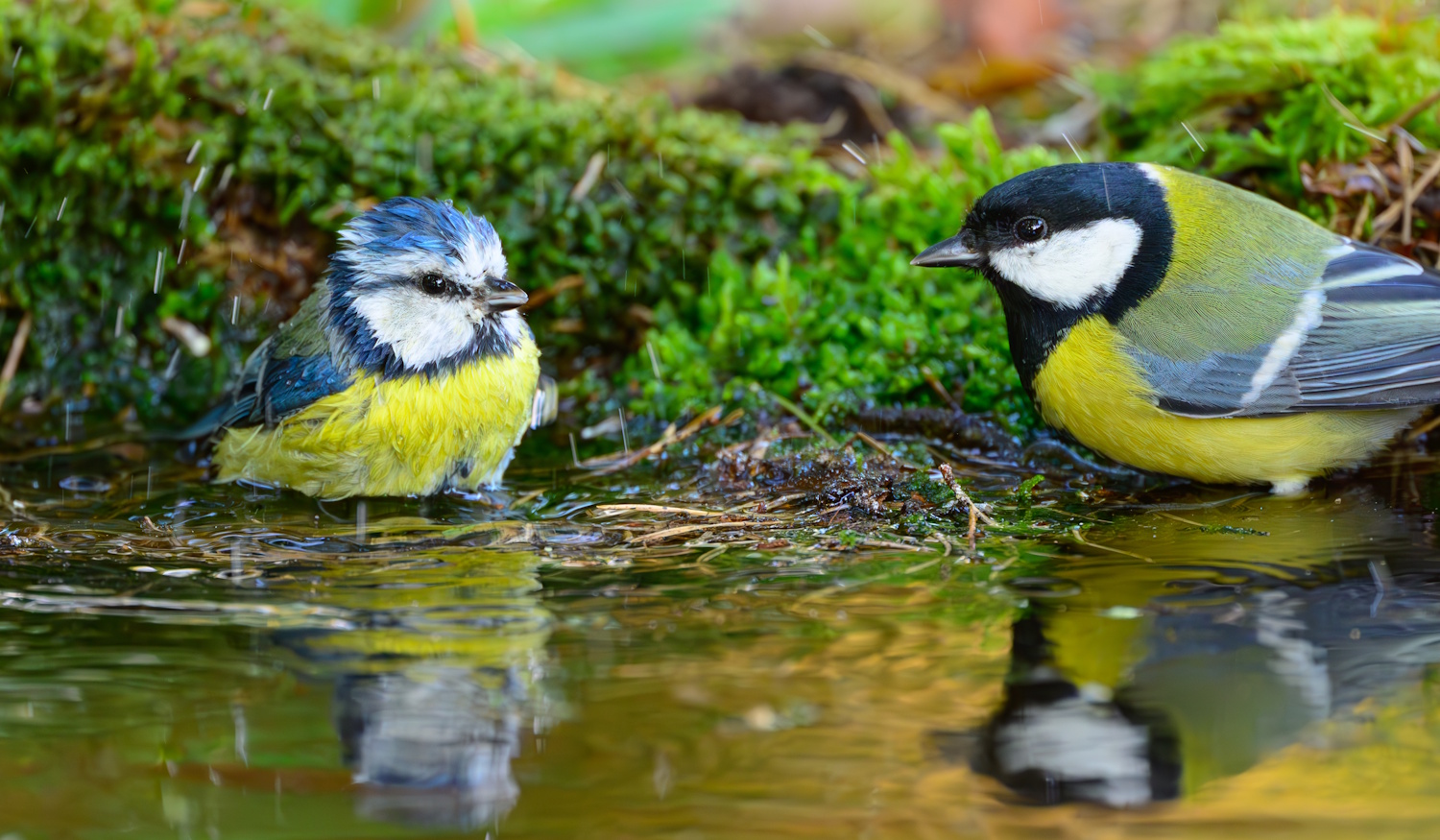 Két cinege a vízben