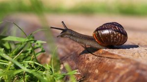 Csiga mászik a járdán