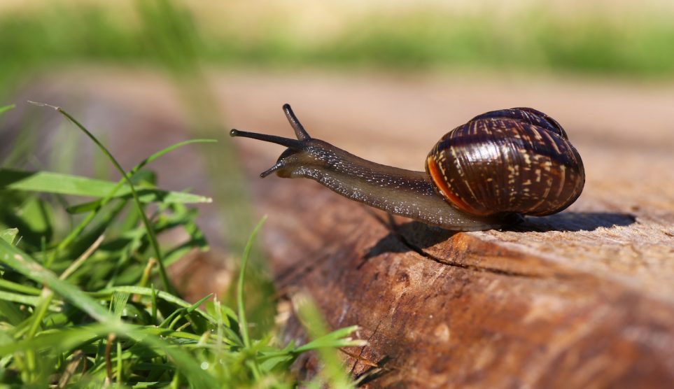 Csiga mászik a járdán