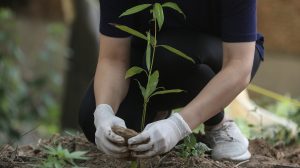 Egy nő fát ültet