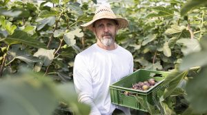 Egy férfi tart egy doboz fügét