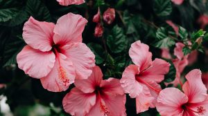 rózsaszín hibiszkusz