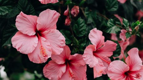 rózsaszín hibiszkusz