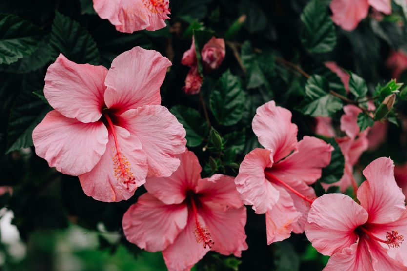 rózsaszín hibiszkusz