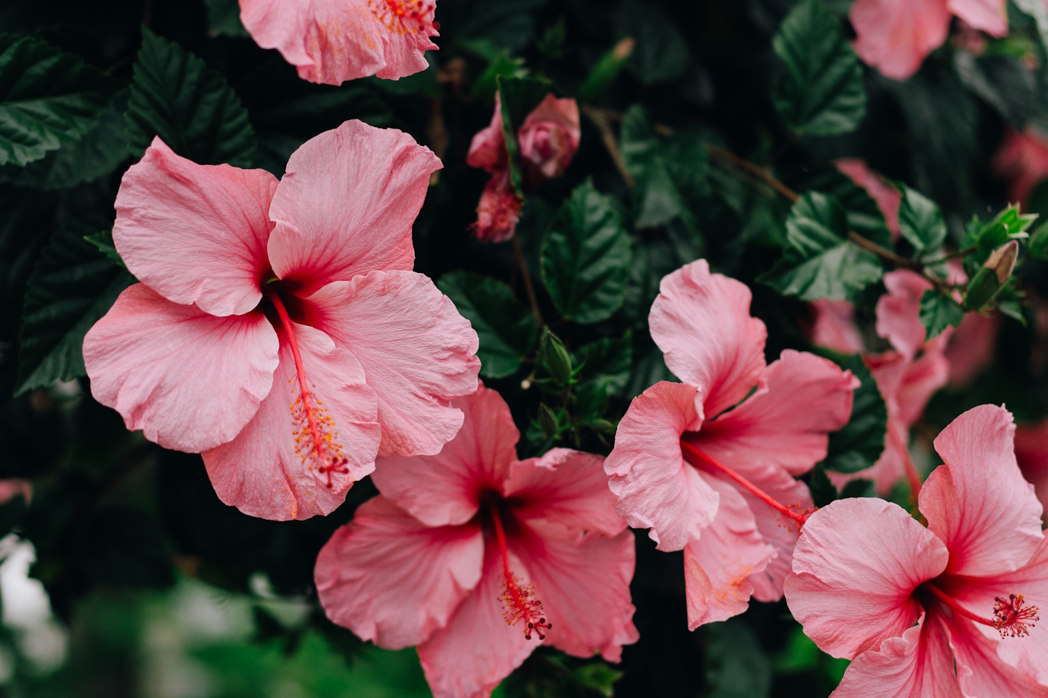 rózsaszín hibiszkusz