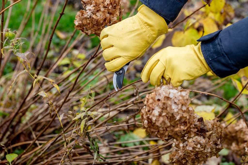 hortenziát metsz a kertben egy fiatal nő | Meglepetés hortenziát metsz a kertben egy fiatal nő