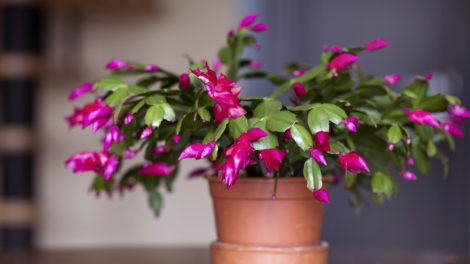 pink karácsonyi kaktusz
