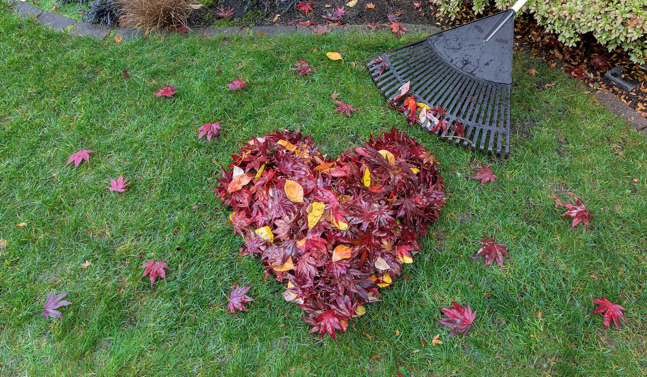 szív alakú levélkupac