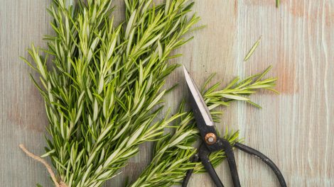 rozmaring és olló a konyhapulton