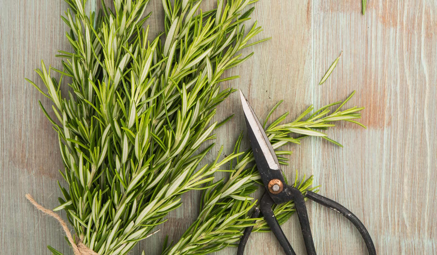 rozmaring és olló a konyhapulton