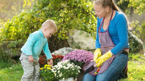 anyuka kisfiával krizantémot ültet ősszel a kertben