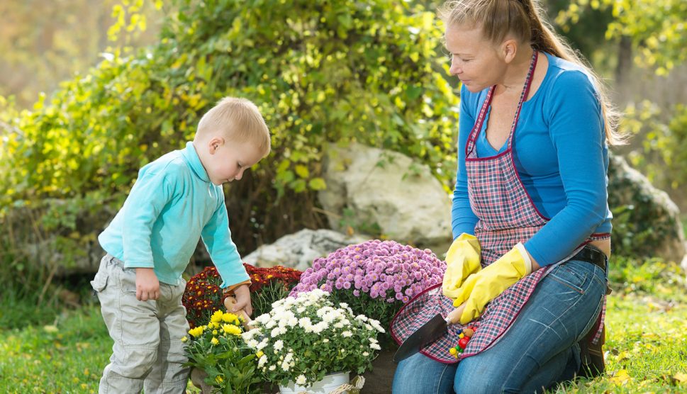 anyuka kisfiával krizantémot ültet ősszel a kertben