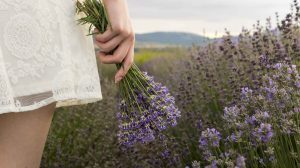 nő levendulamezőn sétál
