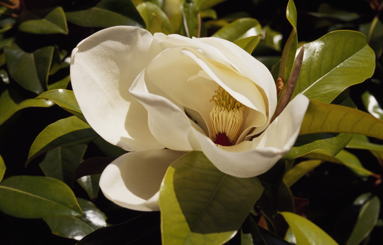 Magnolia
