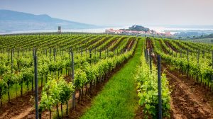 morvaország szőlőültetvény látkép