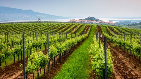 morvaország szőlőültetvény látkép