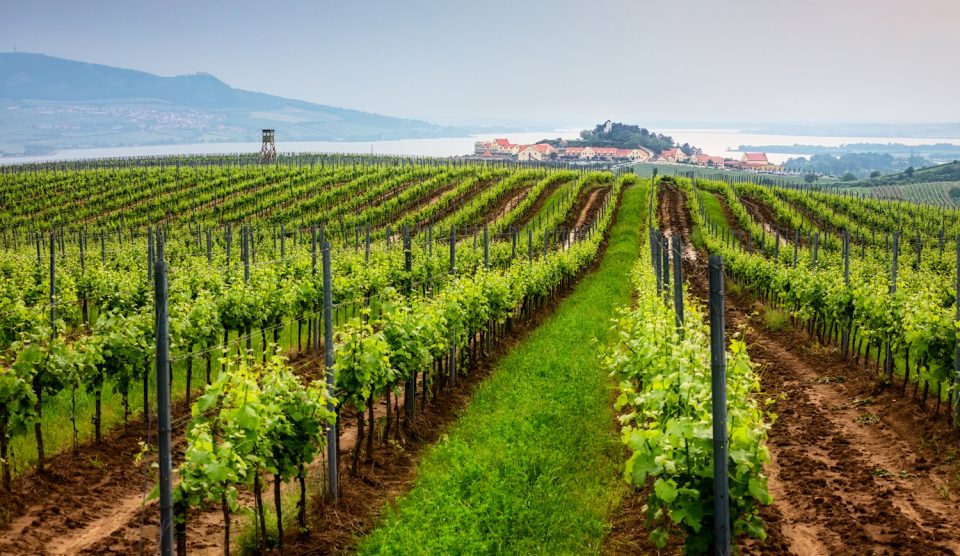 morvaország szőlőültetvény látkép