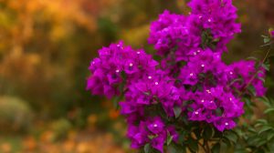 lila murvafürt őszi kertben