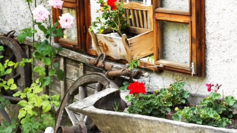 muskátli teleltetés muskátli a kertben ládában