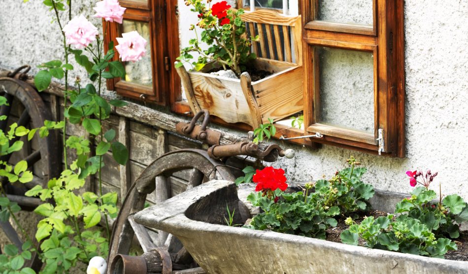 muskátli teleltetés muskátli a kertben ládában