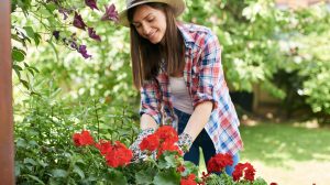 teleltetés előtt a muskátlit visszavágja egy nő