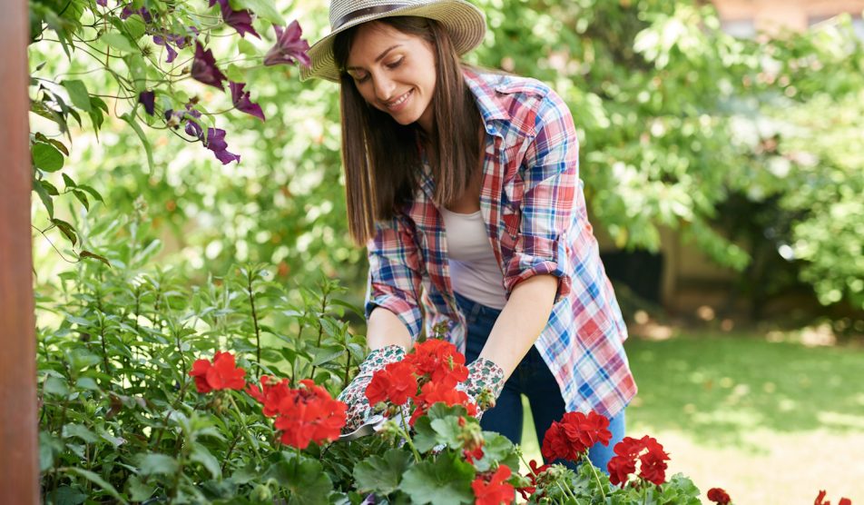teleltetés előtt a muskátlit visszavágja egy nő