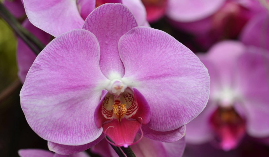 orchidea