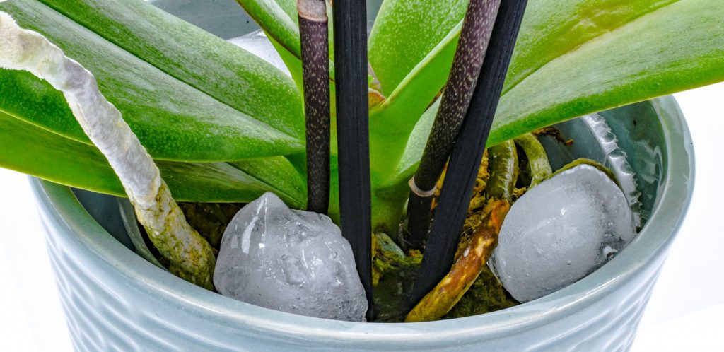 orchidea gyökerein jégkocka