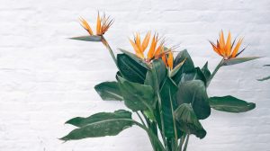 papgályvirág strelizia cserépben