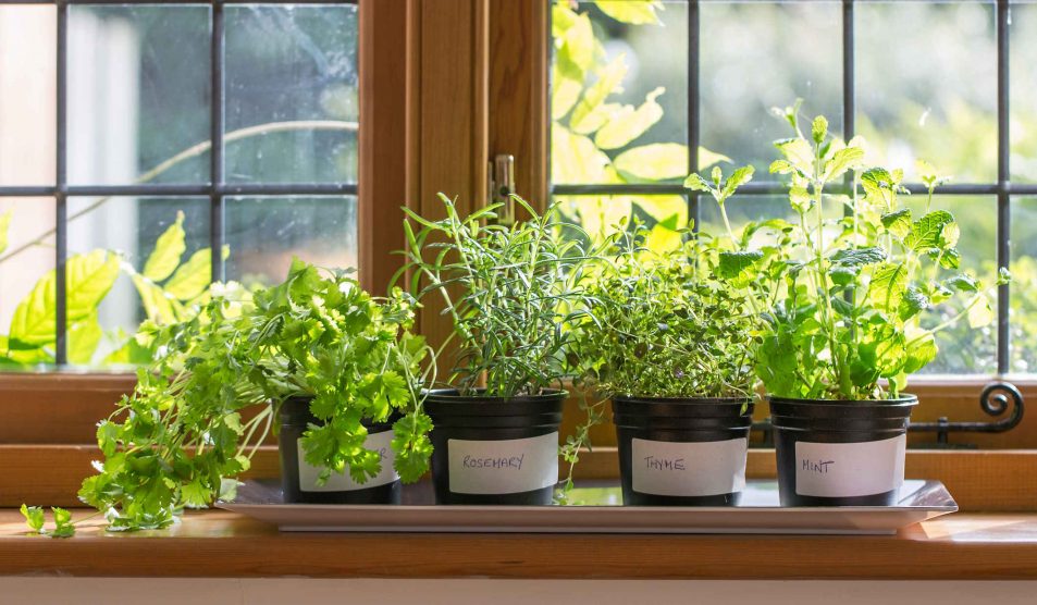 fűszernövények a konyhaablakban