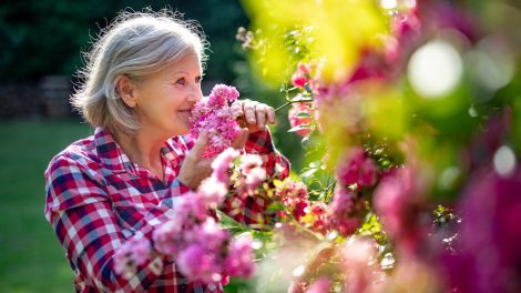rózsa gondozása ősszel időshölgy a rózsákat szagolja a kertben