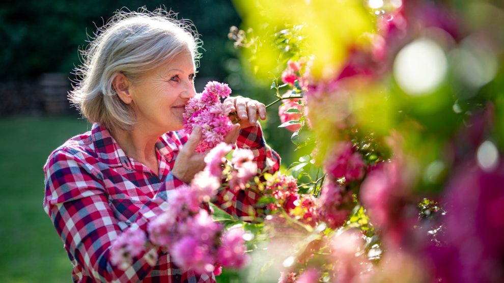 rózsa gondozása ősszel időshölgy a rózsákat szagolja a kertben